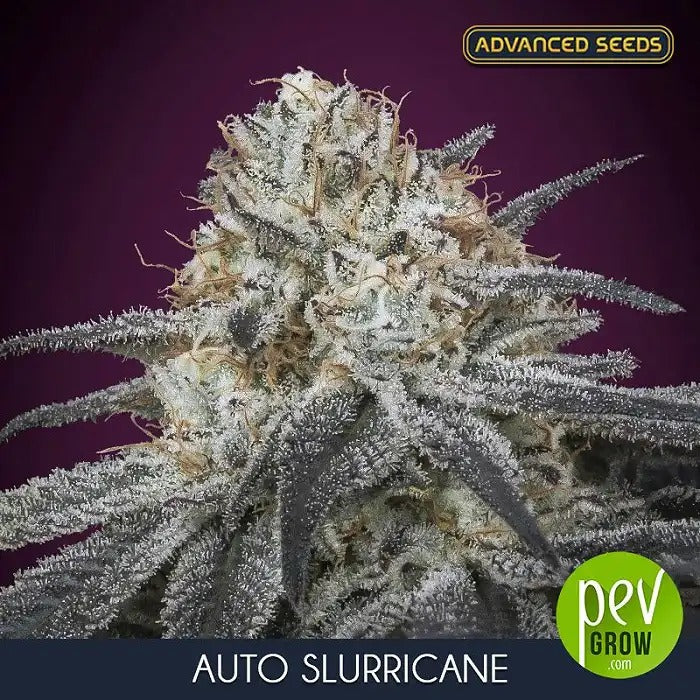 Auto Slurricane par Advanced Seeds – Autofloraison à haut taux de THC avec arôme de punch fruité et récolte en 65 jours