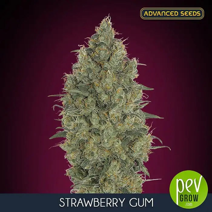 Graines féminisées Strawberry Gum · Advanced Seeds · Hybride fruité sucré pour une culture facile et de gros rendements