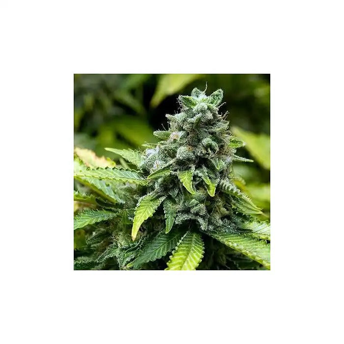 Collection Féminisées 3 Advanced Seeds – Souches de cannabis féminisées premium pour des rendements élevés et une grande puissance