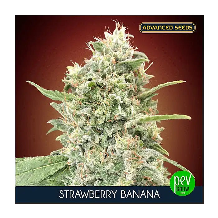 Graines féminisées Strawberry Banana par Advanced Seeds – Hybride fruité à 22 % de THC · Haut rendement et culture facile
