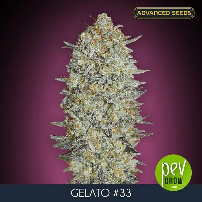 Auto Gelato #33 – Graines Féminisées Advanced Seeds | Arôme Doux, Terreux et Citrus & 23 % de THC