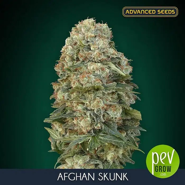 Graines féminisées Afghan Skunk par Advanced Seeds – Hybride Indica à arôme Skunky et rendement élevé