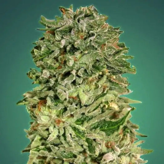Graines féminisées Shark Widow CBD par Advanced Seeds – Hybride Indica à ratio 1:1 THC:CBD pour détente et saveur