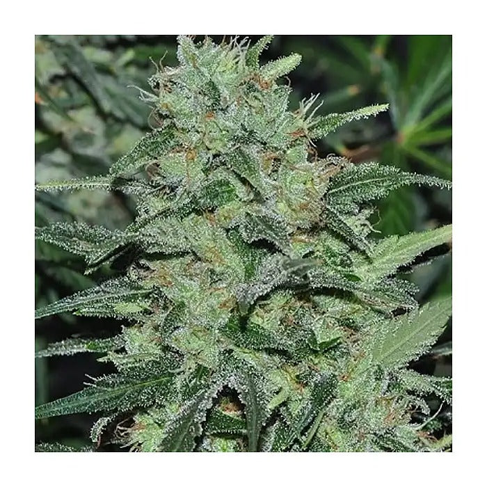 Graines féminisées Malawi par Ace Seeds – La Puissance Pure d’une Sativa Landrace Africaine