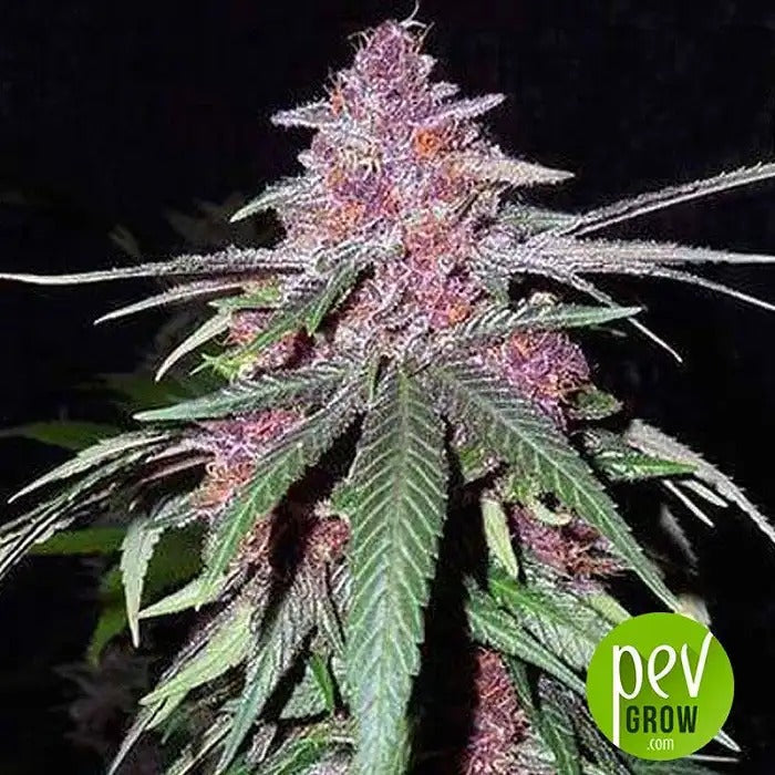 Violeta Féminisée par Ace Seeds – Hybride Prédominante Indica aux Teintes Pourpres et Arôme Balsamique-Fruité