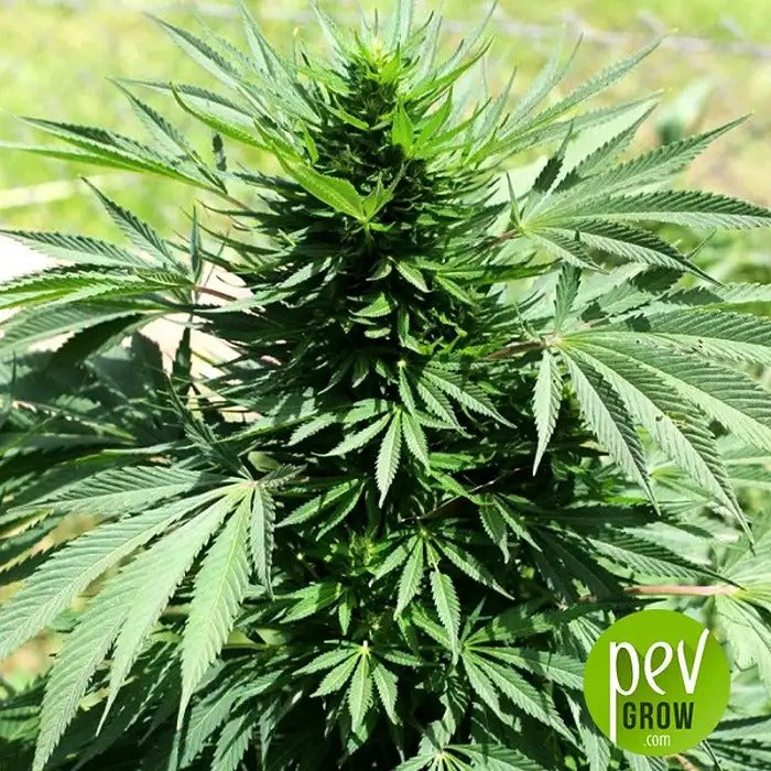 Morocco Beldia Kif Regular par Ace Seeds · Landrace 100 % Sativa pour des Récoltes Extérieures Rapides