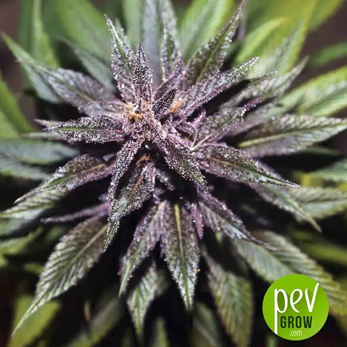 Bubba Kush x PCK – Graines régulières par Ace Seeds, un hybride indica classique pour amateurs de hash