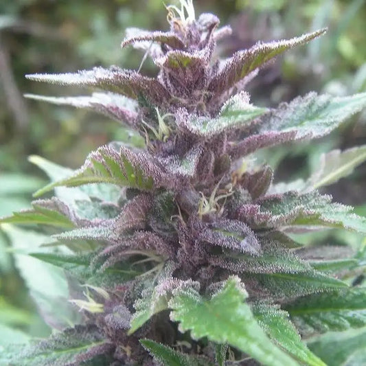 Bangi Haze Regular d’Ace Seeds – Sativa à floraison rapide avec effet énergisant et résistance au froid