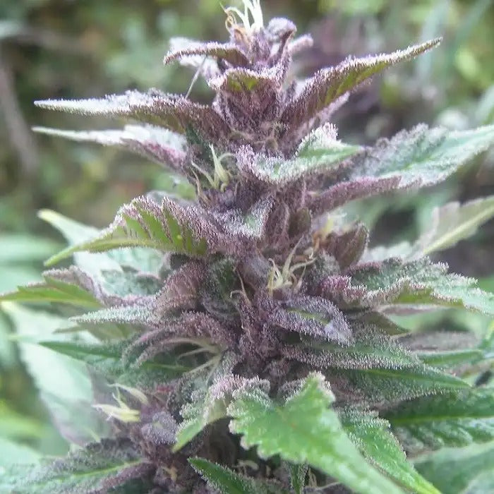 Bangi Haze Regular d’Ace Seeds – Sativa à floraison rapide avec effet énergisant et résistance au froid