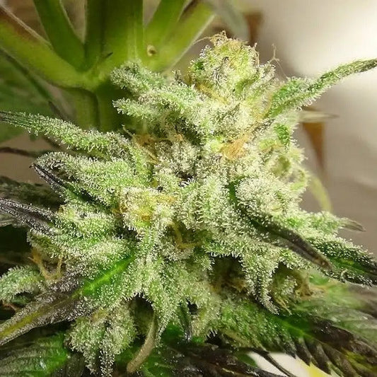 Graines féminisées Kali China | Ace Seeds | Hybride indica à floraison rapide aux effets sativa tropicaux