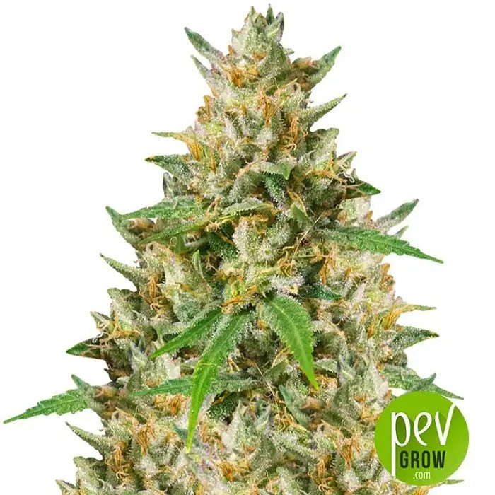 Nepalese Jam Graines Régulières par Ace Seeds – Hybride Sativa à Floraison Rapide pour Climats Froids