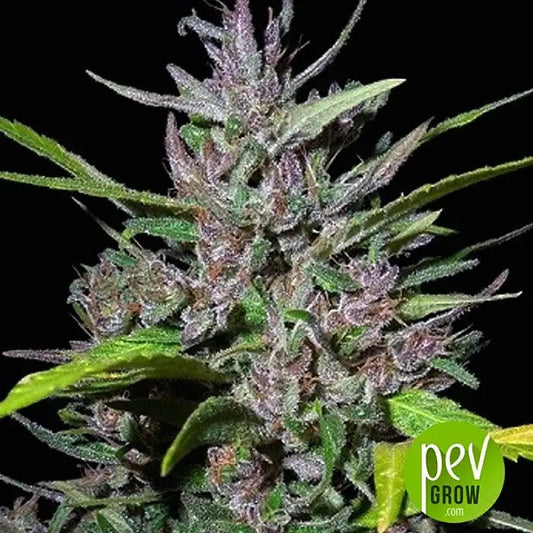 Honduras x Panama Regular par Ace Seeds – Hybride F1 100 % Sativa pour une Croissance Vigoureuse et des Rendements Élevés