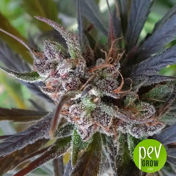 Haze x Kali China Féminisée – L’hybride Haze légendaire d’ACE Seeds aux terpènes d’encens et d’agrumes