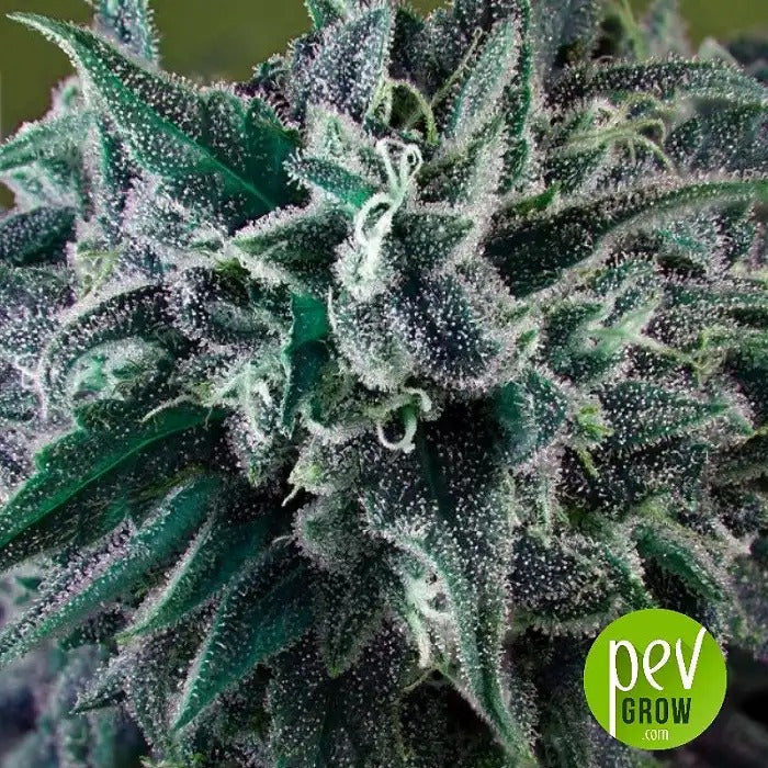 Graines régulières Nepal Annapurna par Ace Seeds – Pure sativa landrace himalayenne pour une culture résistante et la production de charas