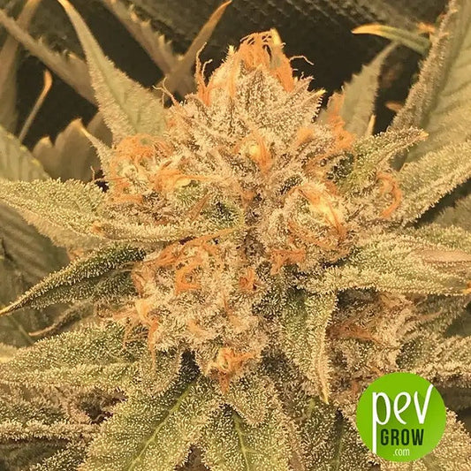 CBD #1 Féminisée par Ace Seeds – Variété riche en CBD, faible en THC pour la détente et le bien-être