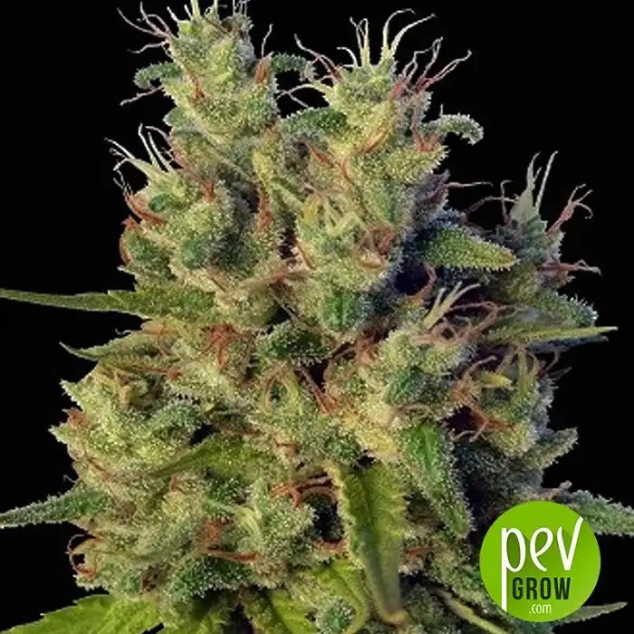 Super Malawi Haze Féminisée – Ace Seeds · Hybride 90 % Sativa à THC Élevé et Terpènes Exotiques