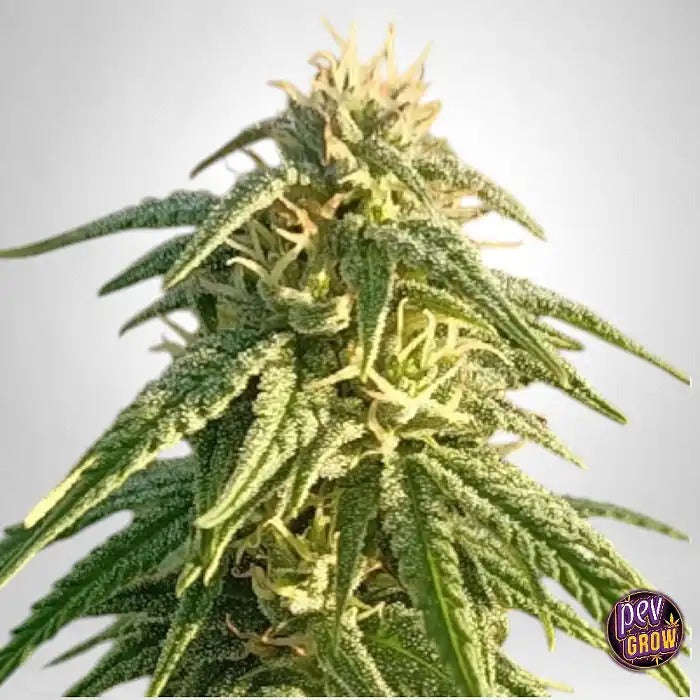 Graines régulières Himalaya Snow par Ace Seeds – Hybride 90 % Sativa Landrace pour une culture extérieure résistante