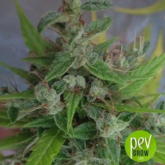 Lebanese Regular par Ace Seeds – Sativa landrace authentique pour amateurs de hash, riche en CBD et résistante à la chaleur