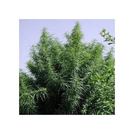 Graines régulières Tropical Mix par Ace Seeds – Génétique 100 % sativa landrace pour climats chauds