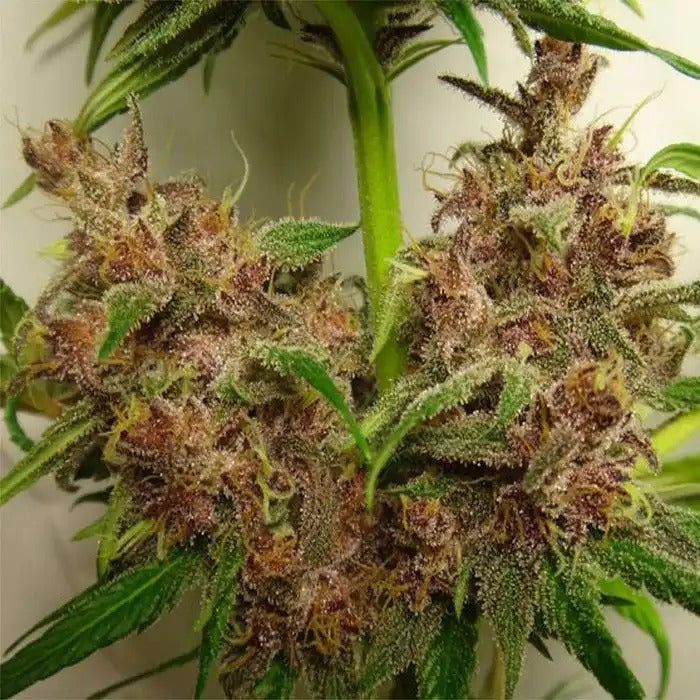 Malawi x PCK Regular par Ace Seeds – Hybride vigoureux dominante sativa pour des rendements élevés et une forte production de résine