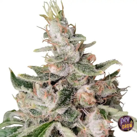 Graines féminisées African Gas par Ace Seeds – Hybride Sativa Puissant aux Terpènes Gazeux