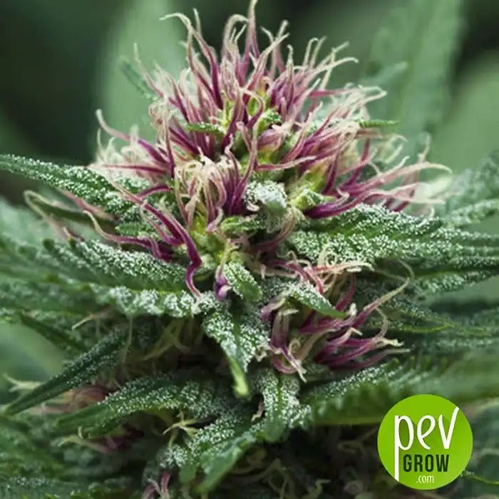 Purple Haze x Malawi Féminisée – Ace Seeds | Puissance 100 % Sativa avec Vigueur Africaine