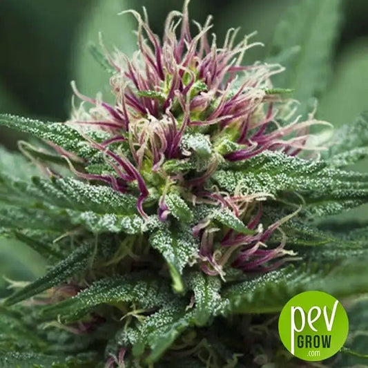 Purple Haze x Malawi Féminisée – Ace Seeds | Puissance 100 % Sativa avec Vigueur Africaine