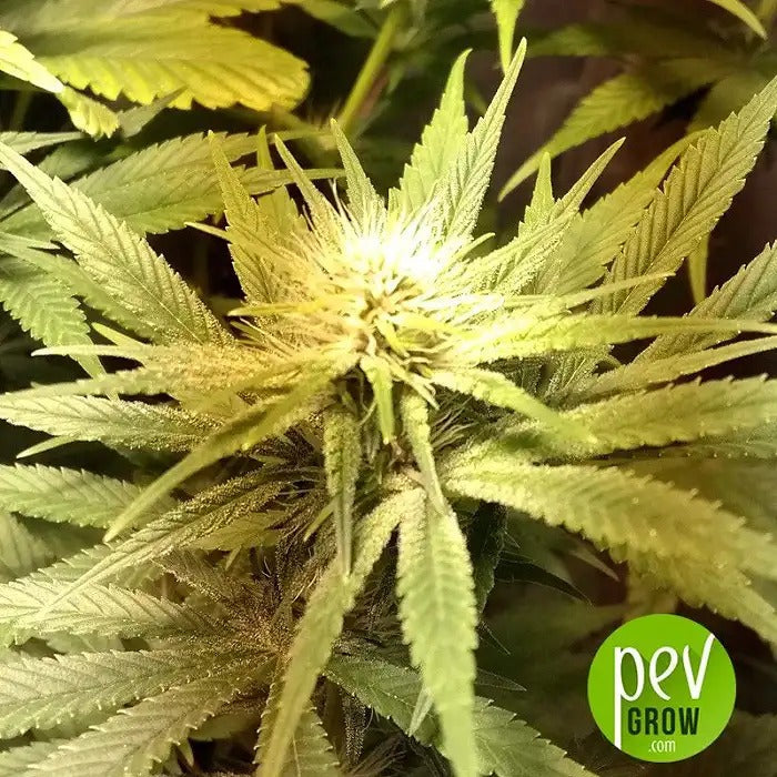 Graines féminisées Congo par Ace Seeds – Hybride 70 % Sativa aux génétiques africaines et pakistanaises