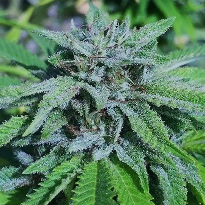 Panama X Bangi Haze Féminisée – ACE Seeds | Hybride Sativa Puissant aux Arômes d’Encens et d’Agrumes