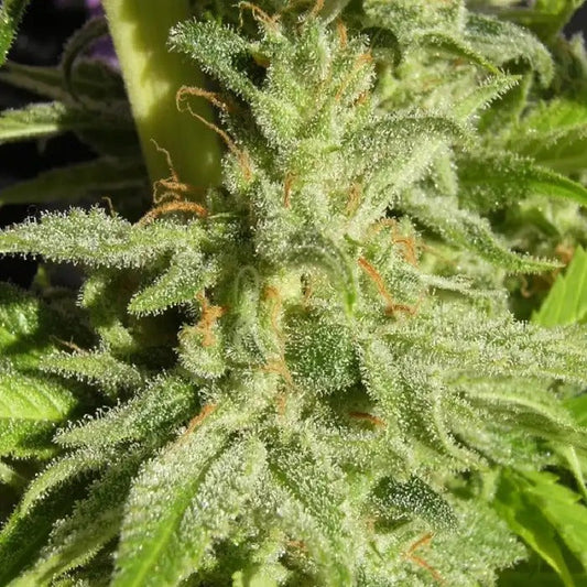 Orient Express Regular par Ace Seeds – Hybride Sativa-Indica à haut rendement, idéale pour une culture résistante