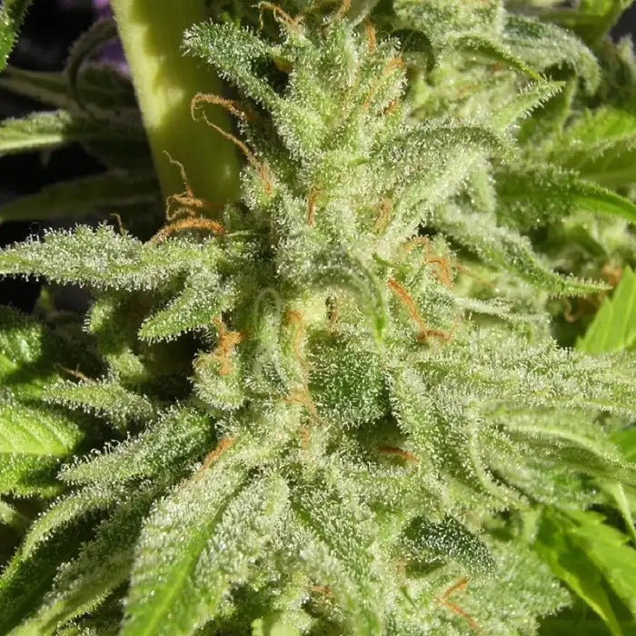 Orient Express Regular par Ace Seeds – Hybride Sativa-Indica à haut rendement, idéale pour une culture résistante