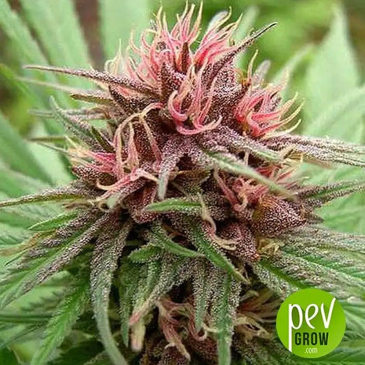 Graines féminisées Erdpurt par Ace Seeds – Indica à floraison rapide pour climats froids · Lignée afghane riche en résine