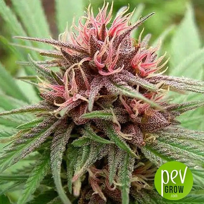 Graines féminisées Erdpurt par Ace Seeds – Indica à floraison rapide pour climats froids · Lignée afghane riche en résine