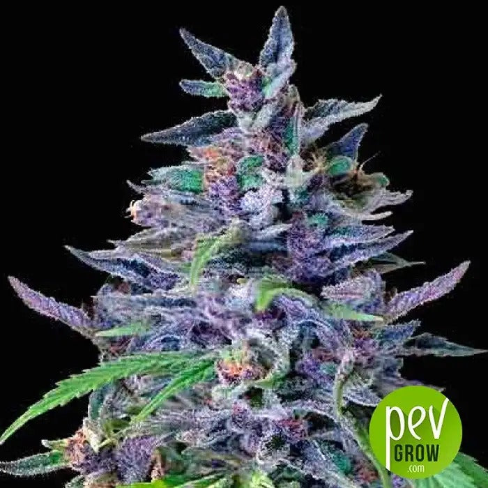 Graines féminisées Orient Express par Ace Seeds – Hybride asiatique sativa-indica à effet chaleureux et social
