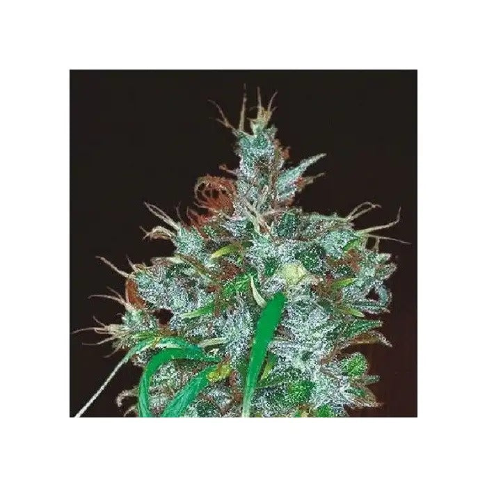 Graines de Panama Haze Regular par Ace Seeds · Hybride Sativa 100 % pour des Effets Puissants et Durables
