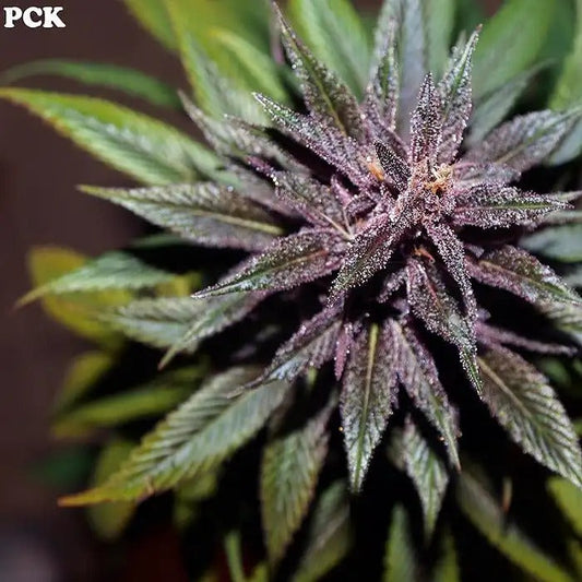 Graines régulières Pakistan Chitral Kush par Ace Seeds – Indica pure landrace aux couleurs exotiques et arôme de fruits des bois