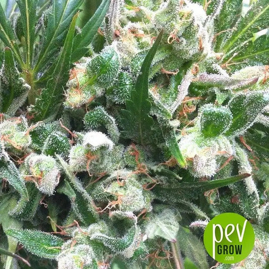 Zamaldelica – Graines féminisées par Ace Seeds, un hybride sativa super puissant à effet lysergique