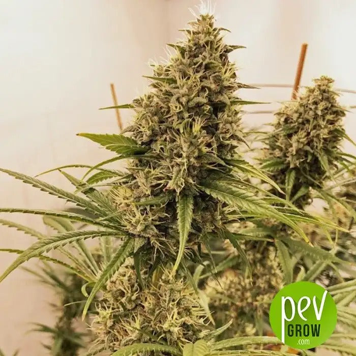 Graines féminisées Guawi par Ace Seeds – Hybride Sativa à haute puissance aux arômes de fruit et d’encens