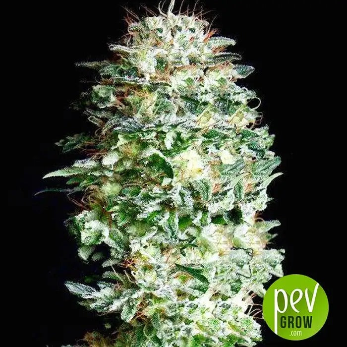 Graines féminisées Absolute Herer par Absolute Cannabis Seeds – Hybride dominante sativa à rendement élevé pour culture en intérieur et en extérieur