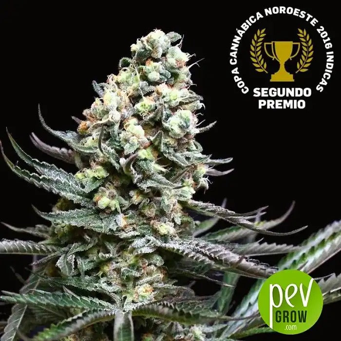 Graines féminisées Nordes par Absolute Cannabis Seeds – Récolte précoce et production élevée de résine pour climats humides