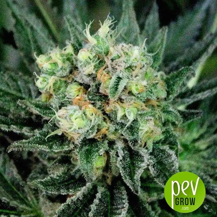 Graines féminisées Critigal + par Absolute Cannabis Seeds – Hybride indica à 18 % de THC · Floraison rapide & rendement élevé