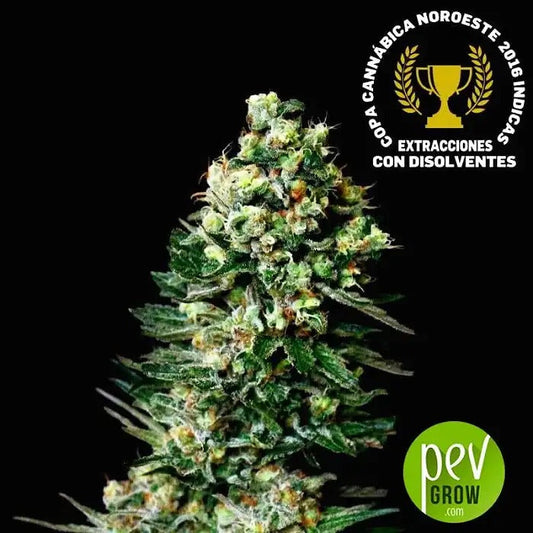 Graines régulières Chocolute F2 par Absolute Cannabis Seeds – Hybride 95 % Sativa pour une culture intérieure et extérieure à haut rendement