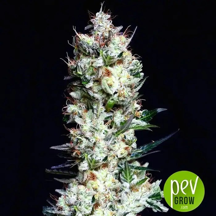 Graines féminisées Rittus Haze – Absolute Cannabis Seeds · Hybride sativa à floraison rapide avec 21 % de THC