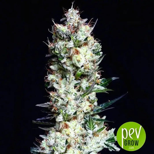 Graines féminisées Rittus Haze – Absolute Cannabis Seeds · Hybride sativa à floraison rapide avec 21 % de THC