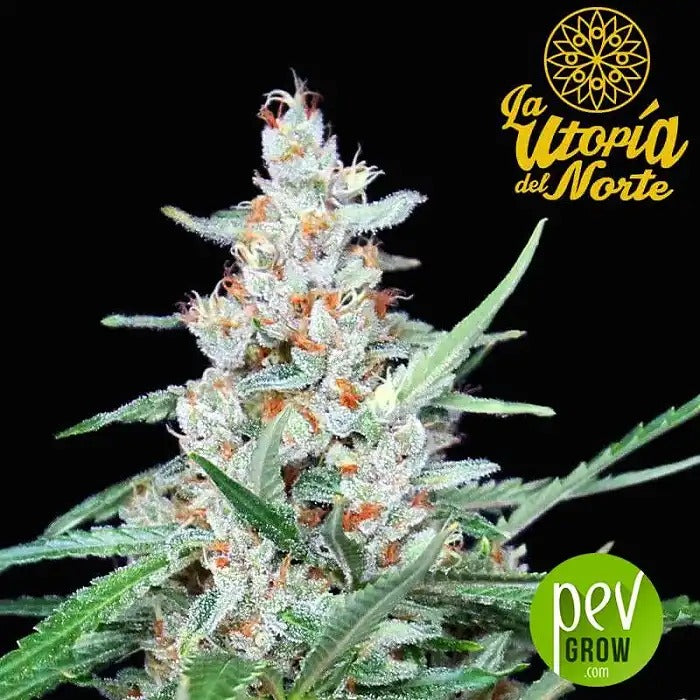 Utopia Graines Féminisées par Absolute Cannabis Seeds – Hybride Dominante Sativa pour des Rendements Élevés et des Effets Stimulants