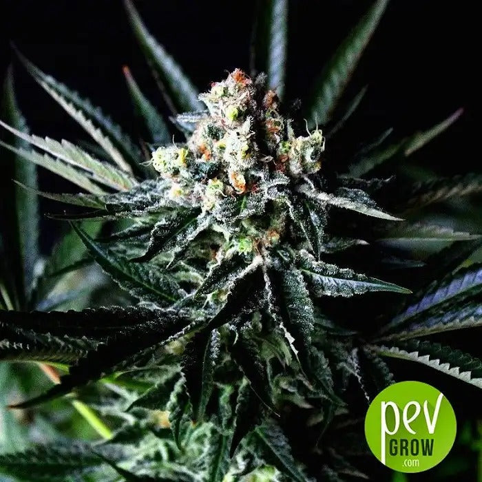 Graines Autoflorissantes Féminisées Amazing Auto | Absolute Cannabis Seeds – Hybride à 30 % Sativa à Haut Rendement et Floraison Rapide