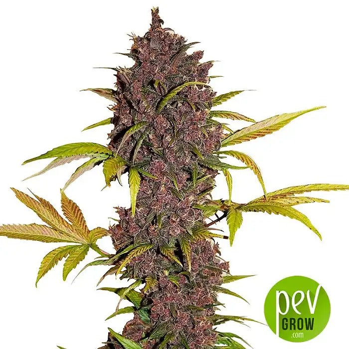 LSD-25 Auto par Fast Buds – Hybride Indica à floraison rapide avec bourgeons violets et 21 % de THC