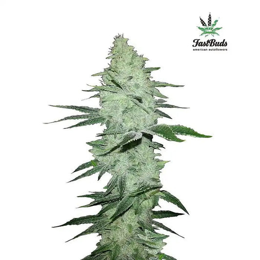 Six Shooter Auto par Fast Buds – Rendements XXL et Euphorie Sativa Puissante