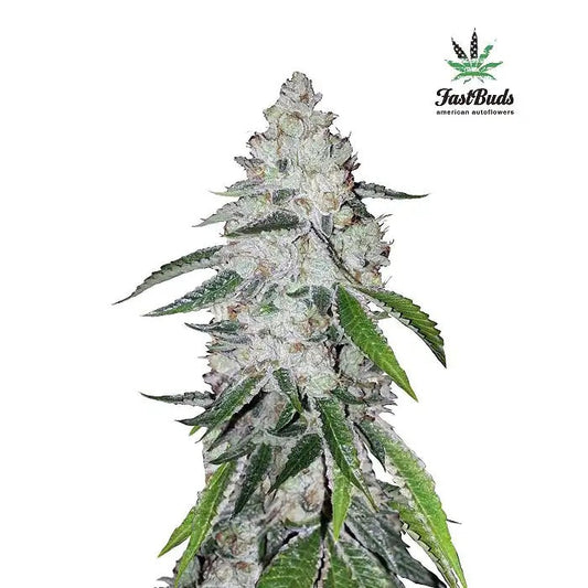 West Coast O.G. Auto par FastBuds – Une OG Kush automatique à floraison rapide avec 21 % de THC
