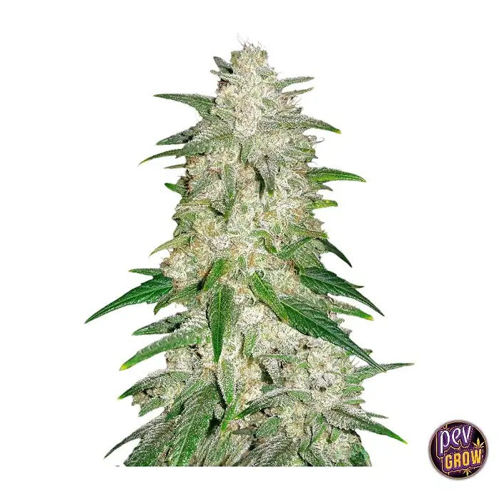Gelato Auto par FastBuds – Variété autoflorissante à 26 % de THC pour des récoltes hautement productives